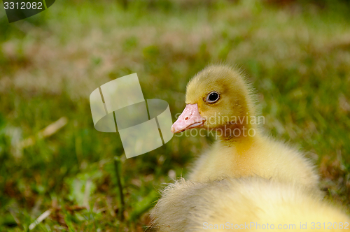 Image of Yellow goose on the grass.