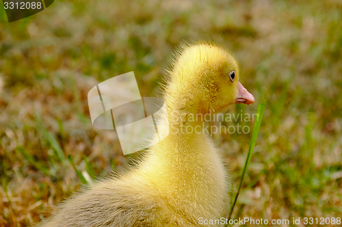 Image of The small yellow goose on the grass.