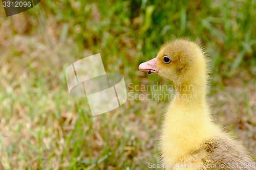 Image of The small yellow goose on the grass.