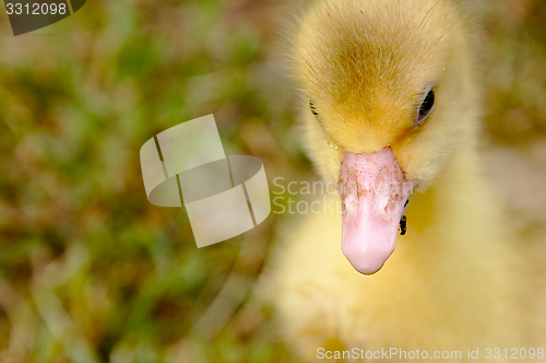 Image of The small yellow goose on the grass.