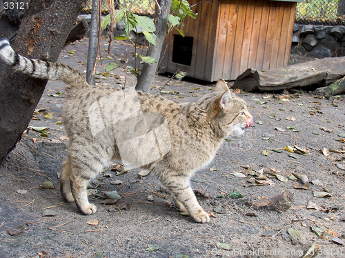 Image of Steppe wild cat