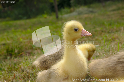 Image of Yellow goose on the grass.