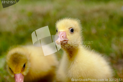 Image of Yellow goose on the grass.