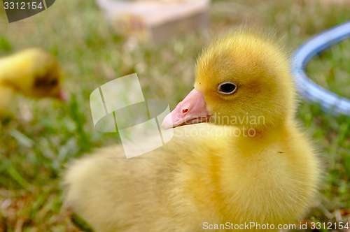 Image of The small yellow goose on the grass.