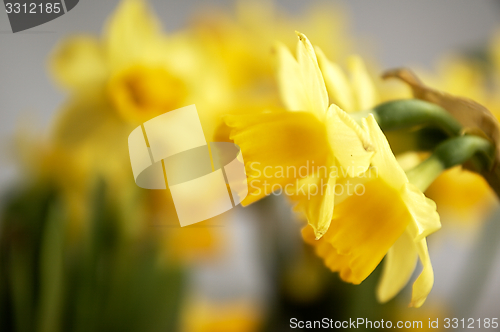 Image of Yellow daffodils seen up close.