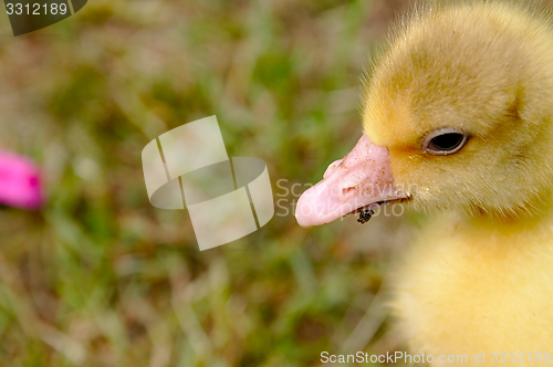 Image of The small yellow goose on the grass.