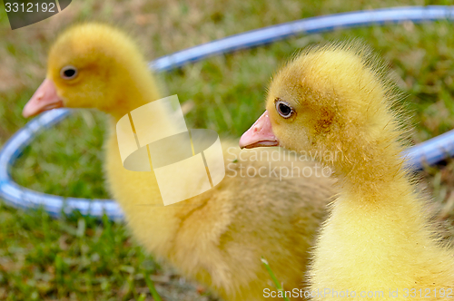 Image of Yellow goose on the grass.