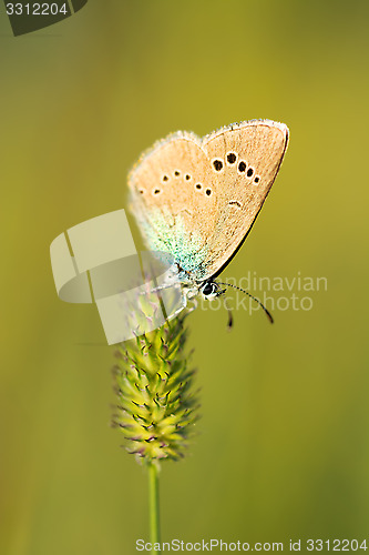 Image of Butterfly on a stalk of grass.