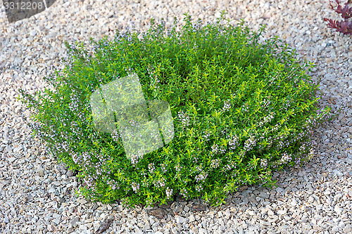 Image of Small green bush.