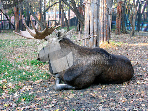 Image of Elk