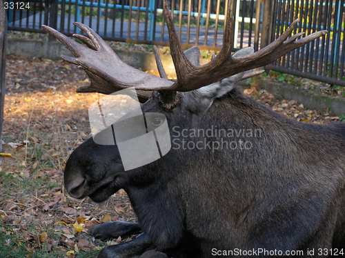 Image of Elk