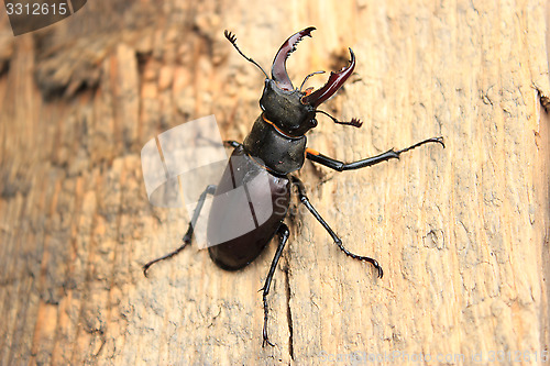 Image of Stag Beetle