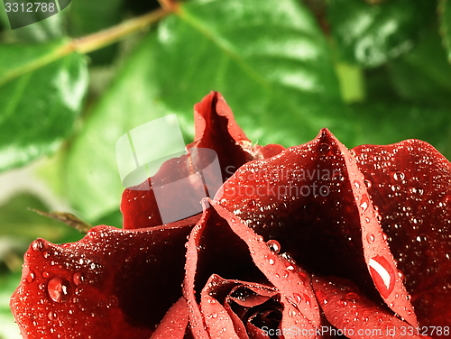 Image of Red rose with dew drops on the petals.