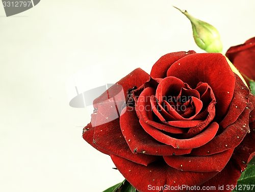 Image of True red rose. Slightly damaged petals.