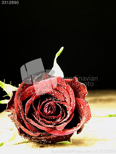 Image of Red rose on the table and dew drops.