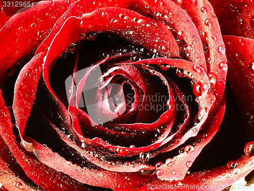 Image of Red rose with very close. Dew on the petals.