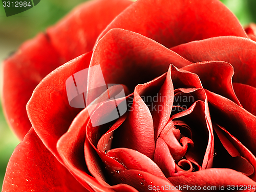 Image of Red rose with dew drops on the petals.