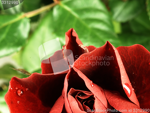 Image of Red rose with dew drops on the petals.