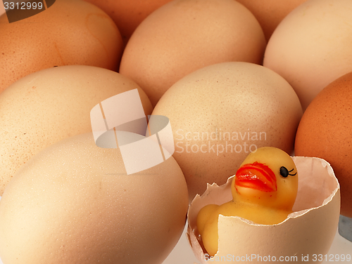 Image of Yellow duck comes from a broken egg.