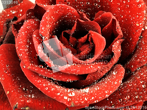 Image of Red rose with dew drops on the petals.