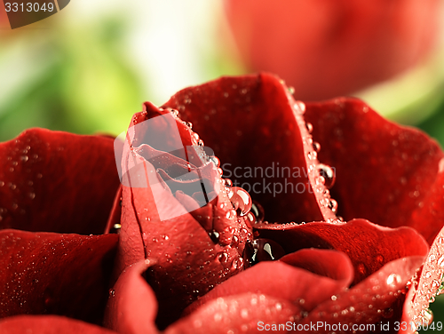 Image of Red rose with dew drops on the petals.