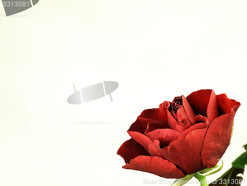 Image of Red rose on a white background.