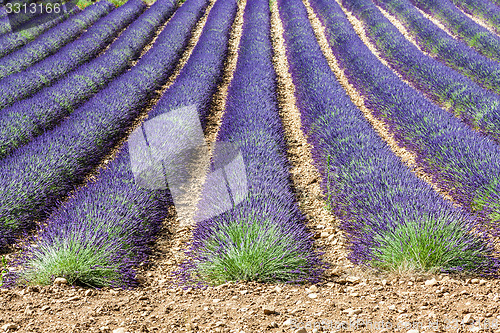 Image of Lavander field