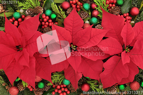 Image of Poinsettia Flower Display