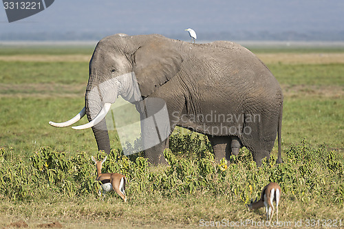 Image of Male African Elephant