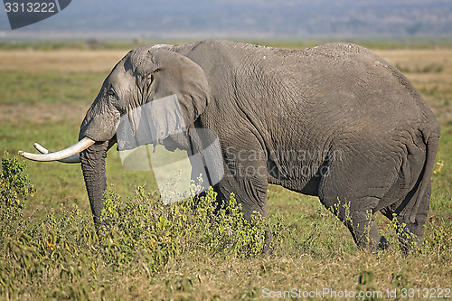 Image of Male African Elephant