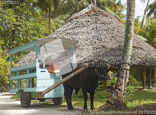 Image of ox cart