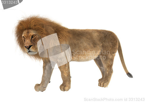 Image of Male Lion