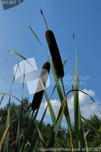 Image of bulrush