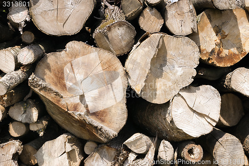 Image of Stacked and chopped tree trunks