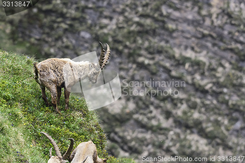 Image of Alpine ibex