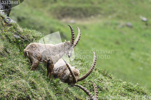 Image of Alpine ibex