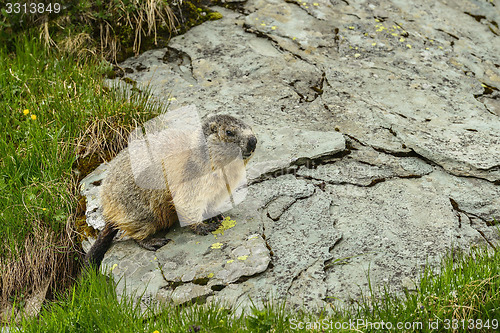 Image of Alpine marmot