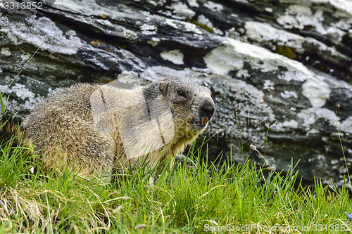 Image of Alpine marmot