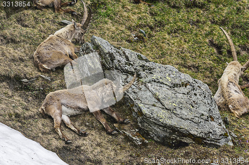 Image of Alpine ibex