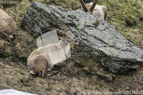 Image of Alpine ibex