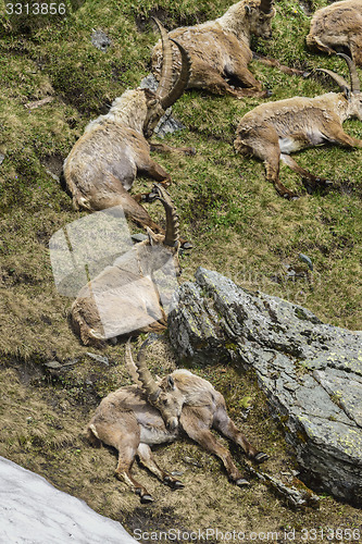Image of Alpine ibex