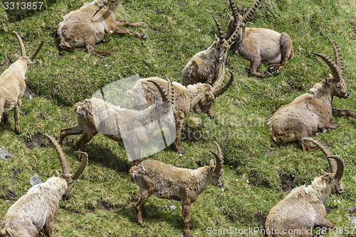 Image of Alpine ibex