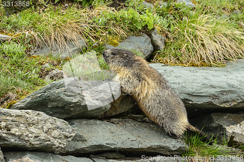 Image of Alpine marmot