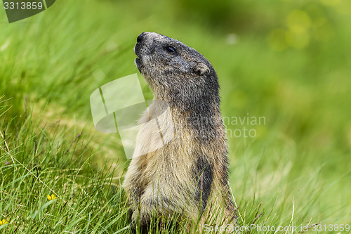 Image of Alpine marmot