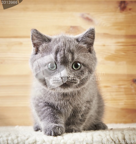 Image of portrait of british kitten