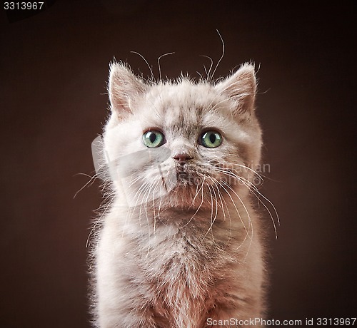 Image of portrait of british kitten