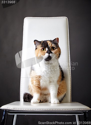 Image of portrait of british cat