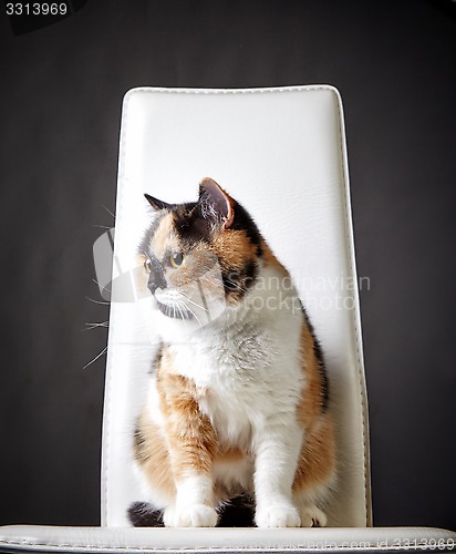 Image of portrait of british cat