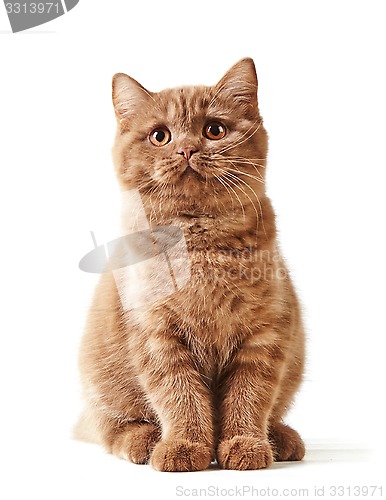 Image of portrait of british kitten