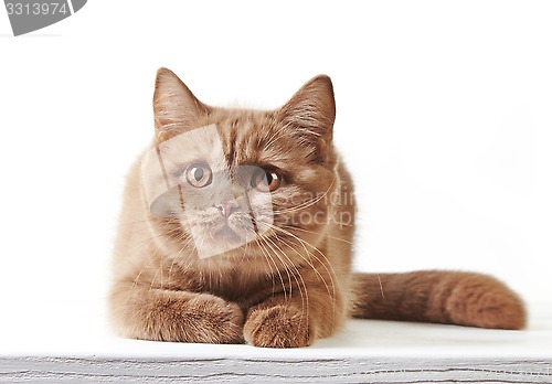 Image of portrait of british kitten